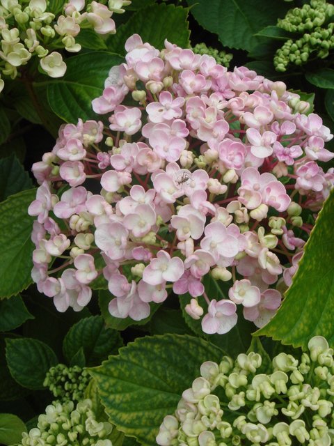 Hydrangea macrophylla 'Ayesha' fleur